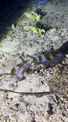 Sepioteuthis lessoniana
