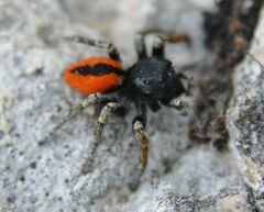 Philaeus chrysops