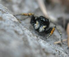 Philaeus chrysops