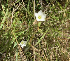 Gentianella grisebachii