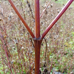 Bidens tripartita