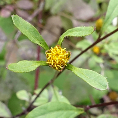 Bidens tripartita