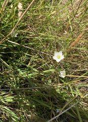 Gentianella grisebachii