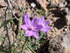 Dipterostemon capitatus pauciflorus