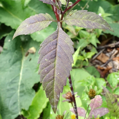 Bidens tripartita