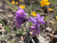 Dipterostemon capitatus pauciflorus