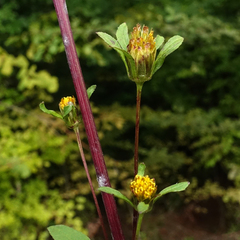 Bidens tripartita
