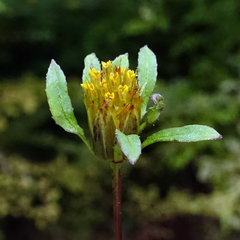 Bidens tripartita