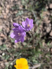 Dipterostemon capitatus pauciflorus
