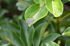 Catochrysops panormus