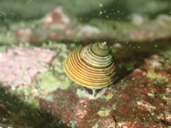 Calliostoma ligatum