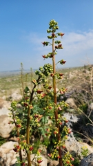 Scrophularia rubricaulis