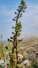 Scrophularia rubricaulis