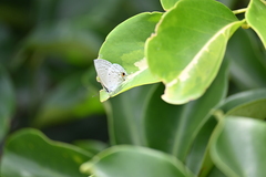 Catochrysops panormus