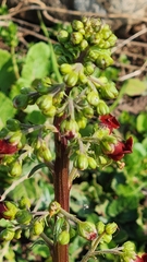 Scrophularia rubricaulis