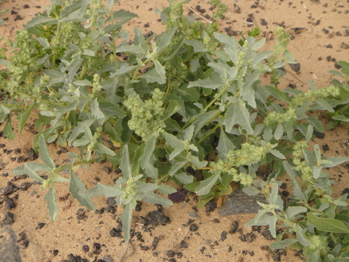 Atriplex semilunaris image