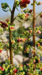 Scrophularia rubricaulis