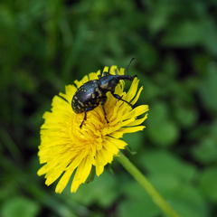 Liparus glabrirostris