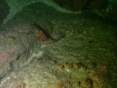 Oxylebius pictus