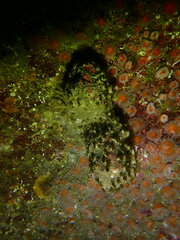 Dodecaceria fewkesi