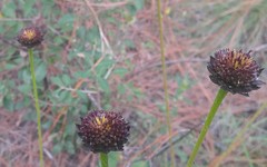 Gaillardia aestivalis