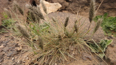 Enneapogon desvauxii