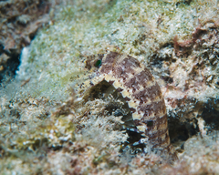 Pseudosquilla ciliata