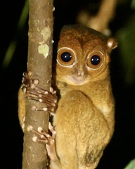 Cephalopachus bancanus