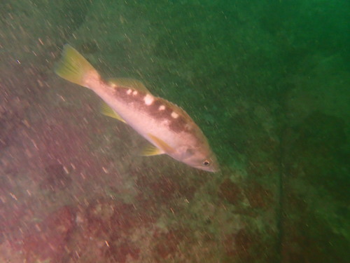 Olive rockfish (Sebastes serranoides) — Sebastidae — 4
