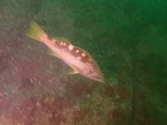 Sebastes serranoides