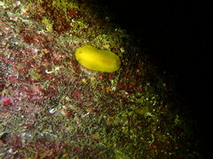 Doriopsilla albopunctata