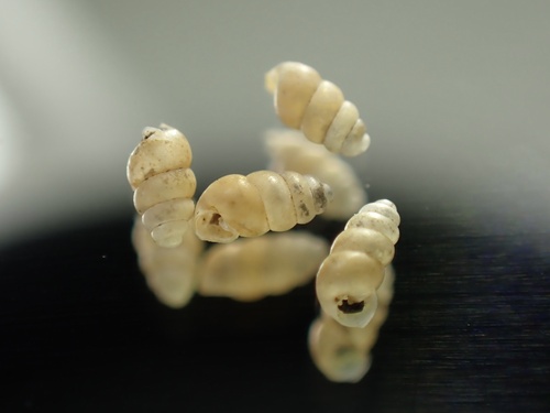 Gastrocopta observed 2023-02-24