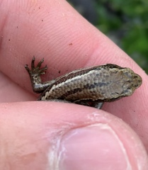Oligosoma