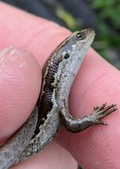 Oligosoma
