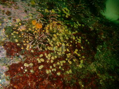 Didemnum carnulentum