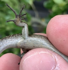Oligosoma