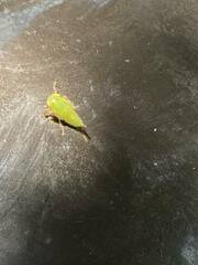 Stictocephala militaris