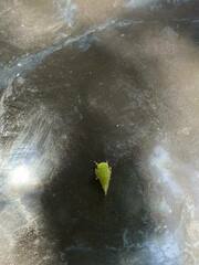 Stictocephala militaris