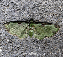 Ardonis chlorophilata