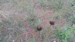 Gaillardia aestivalis