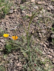 Eulobus californicus