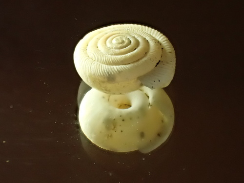 Polygyra cereolus observed 2023-02-24