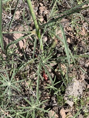 Eulobus californicus