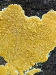 Trichoderma sulphureum