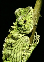 Gonocephalus bornensis