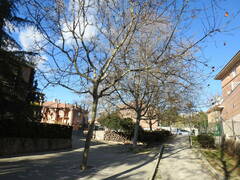 Platanus × hispanica