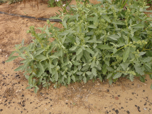 Atriplex semilunaris image