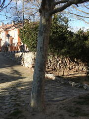 Platanus × hispanica