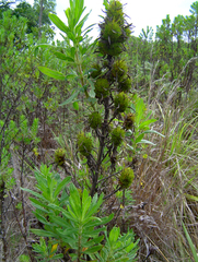 Image of Anthospermum ammannioides