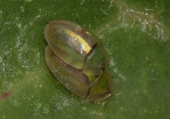Cassida vittata